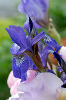 Fine Art Floral Photography