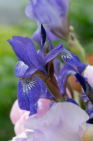 Fine Art Floral Photography