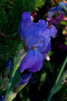 Fine Art Floral Photography