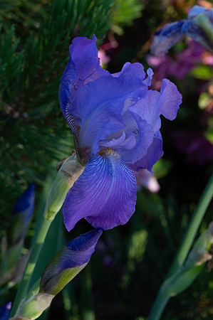 Fine Art Floral Photography