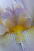 Fine Art Floral Photography
