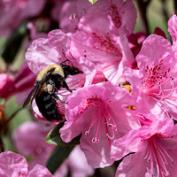 Fine Art Floral Photography