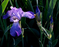 Fine Art Floral Photography