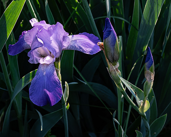 Fine Art Floral Photography