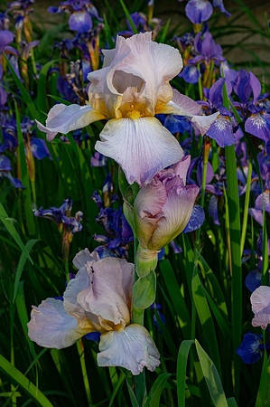 Fine Art Floral Photography