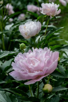 Fine Art Floral Photography