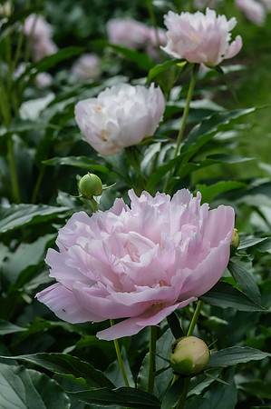 Fine Art Floral Photography