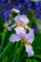 Fine Art Floral Photography