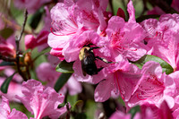 Fine Art Floral Photography