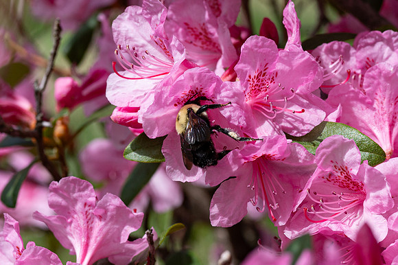 Fine Art Floral Photography
