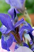 Fine Art Floral Photography
