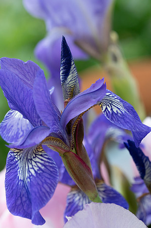 Fine Art Floral Photography