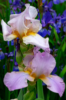 Fine Art Floral Photography