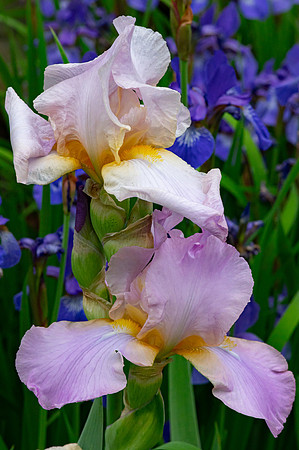 Fine Art Floral Photography